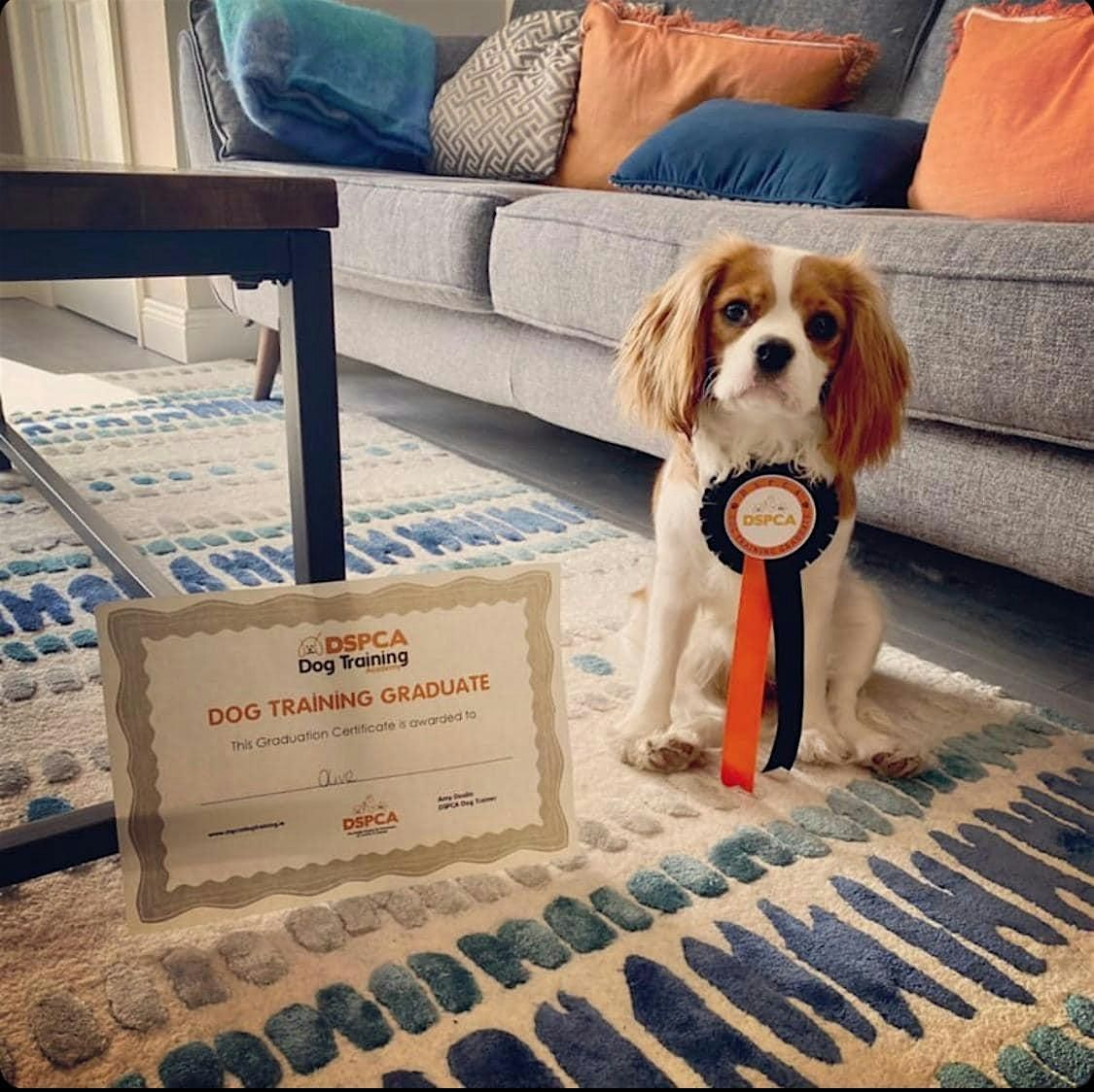 Puppy Training, Sunday, DSPCA (Valerie), 30 November | Event in Dublin | AllEvents