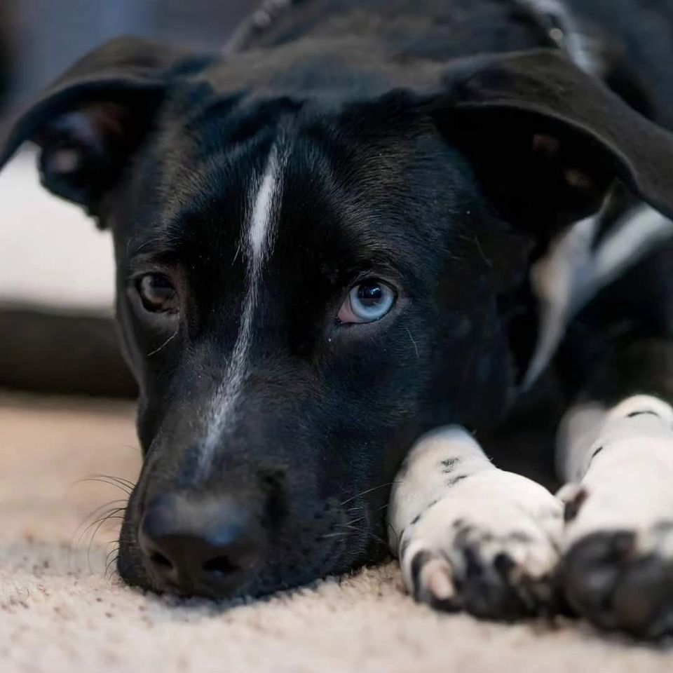 mid week adoption showcase , Pet Supplies Plus Neenah, WI, February 7