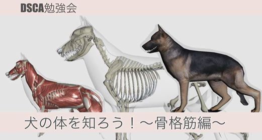 Dsca勉強会 犬の体を知ろう 骨格筋編 August 30 Online Event Allevents In