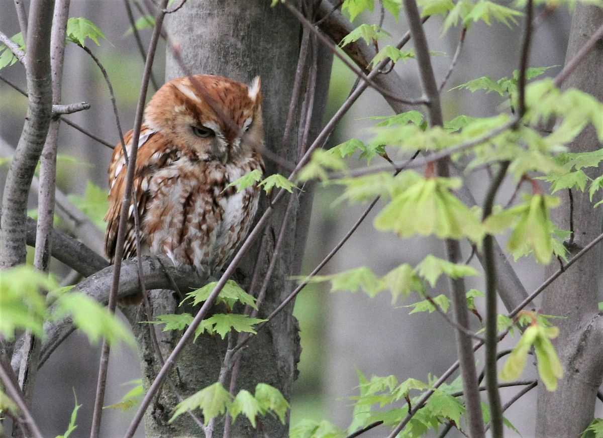 Winter Owl Prowl, 10 January | Event in Aurora | AllEvents