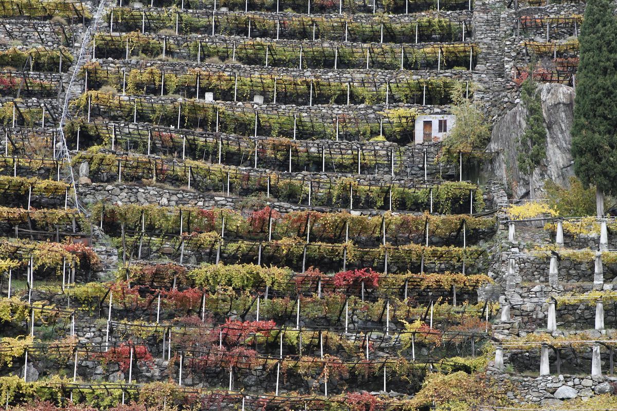 Alpine Roots Winery WINECLASS: Alpine Italy, Prima Materia Winery Tasting Room, Oakland, 14 ...