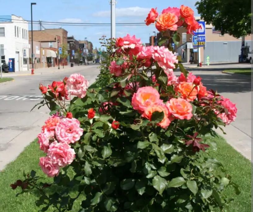 Kenyon Rose Fest Craft and Vendor Show, United Methodist Church, Kenyon