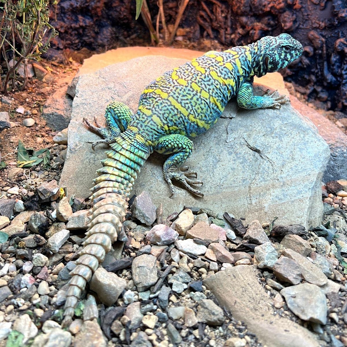 Reptiles 101 Find Your Perfect Pet!, The SHaP Reptile Education