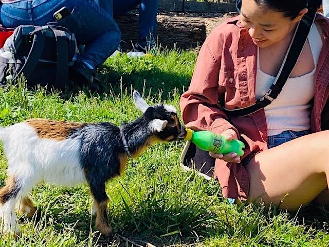 Labor Day Weekend Baby Goats and Farm Animals Bottle Feeding, Little ...