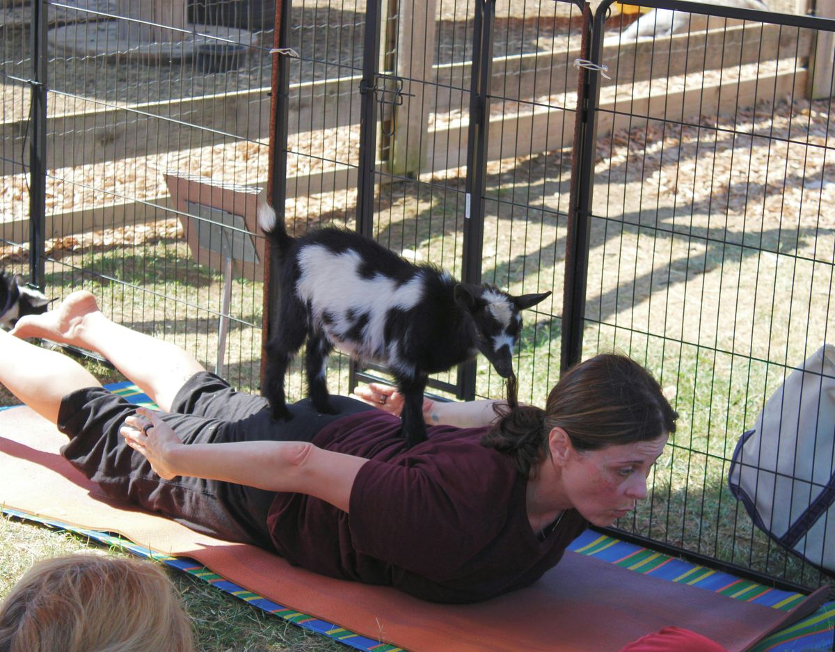 Goat Yoga with Nigerian Dwarf Goats | Event in Luray | AllEvents