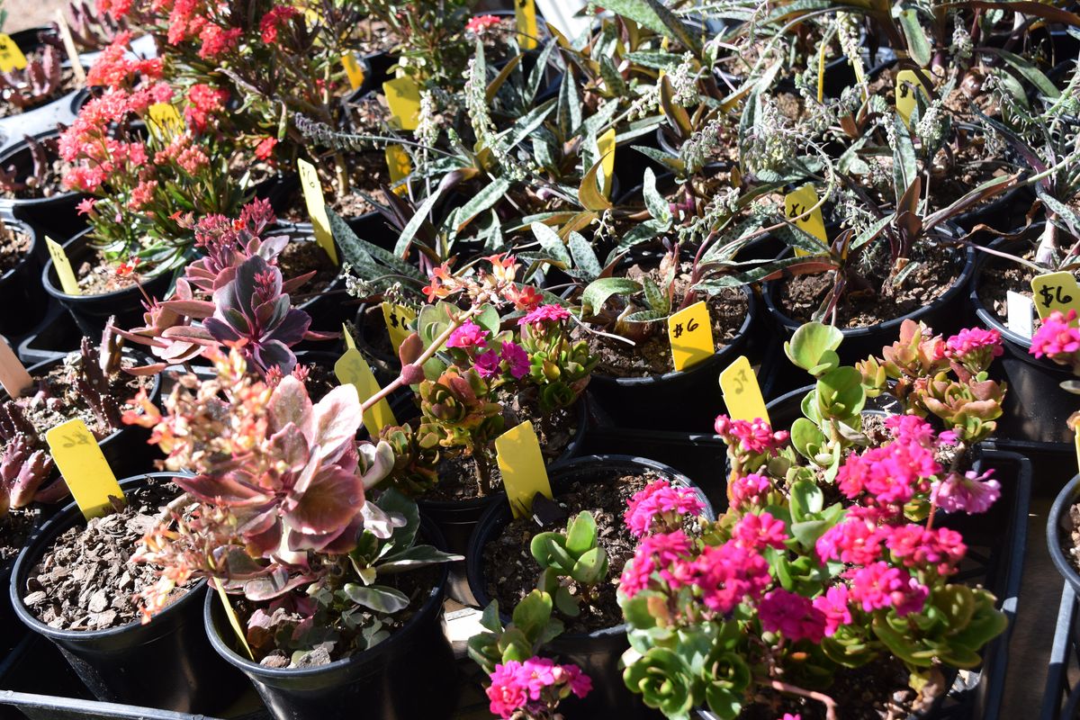 2022-ebr-master-gardener-plant-sale-lsu-agcenter-botanic-gardens