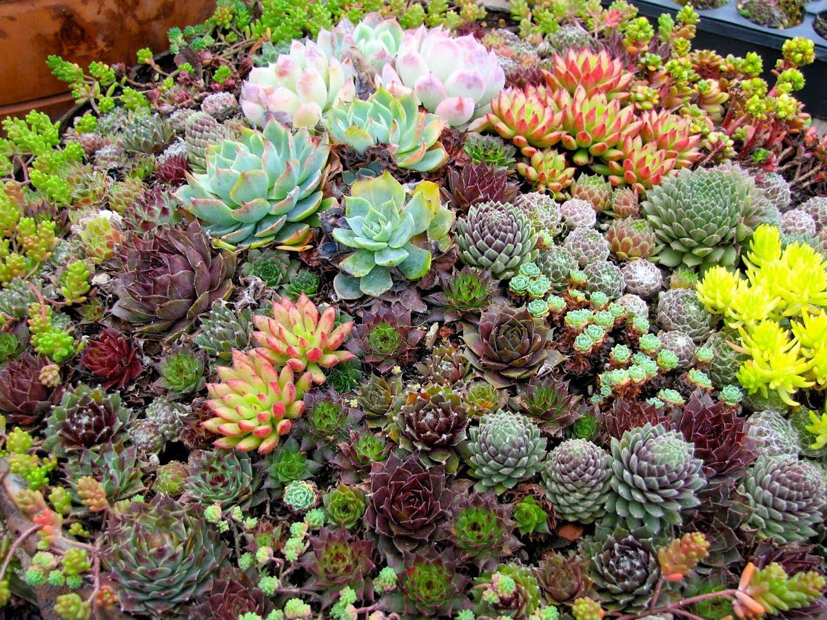 monogram-fine-lines-spring-succulent-planting-event-appliance