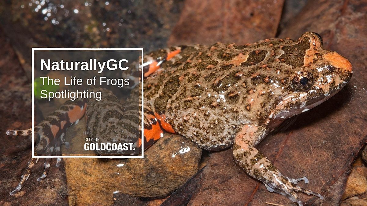 NaturallyGCThe Life of Frogs (spotlight), Mudgeeraba (Map is an