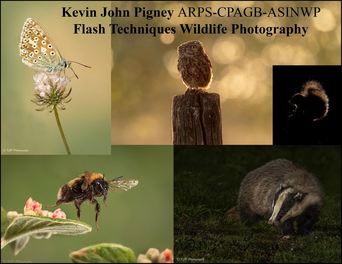 PHOTOGRAPHY TALK Flash techniques for wildlife photos, with Kevin