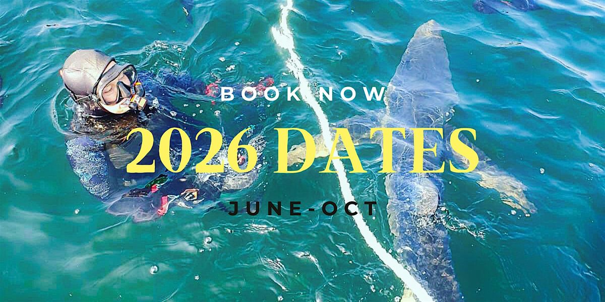 2026 DATES TO SWIM WITH BLUE SHARK(DEPOSIT ONLY) | Event in Penzance | AllEvents