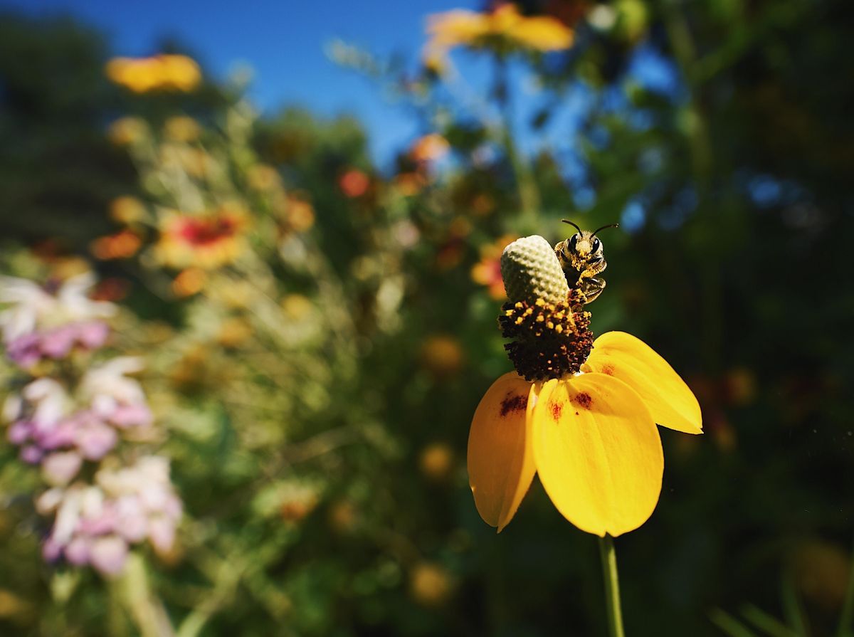 Yard by Yard WrapUp Central Park Community Garden, Oklahoma