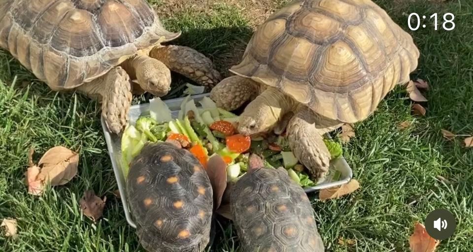 Reptiles at Western Ranch, Western Ranch & Pet Supply, Vacaville, 24
