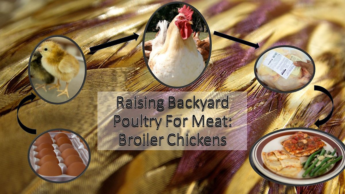 Raising Backyard Poultry for Meat Broiler Chickens, UF IFAS Duval