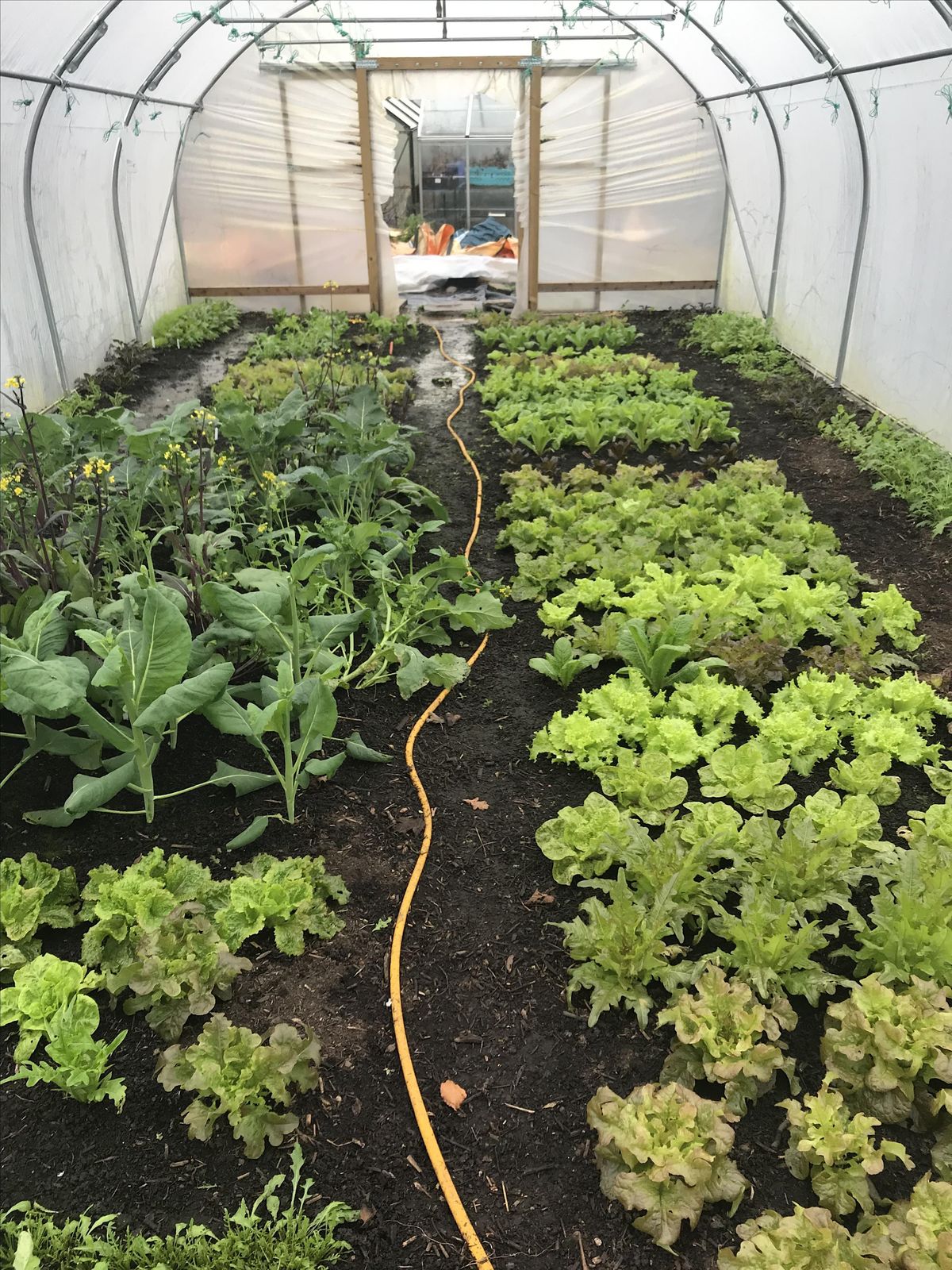 Polytunnel / Greenhouse Growing Winter Cropping October 2024, Old
