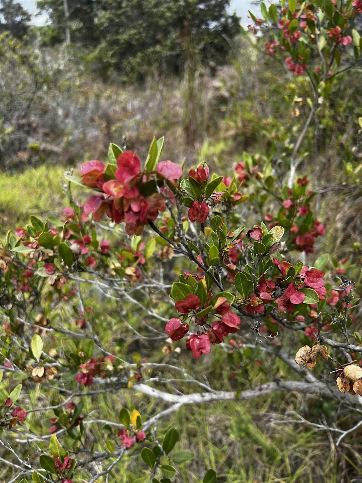 Lāʻau Love Native & Food Plant Adoptions in Hilo, 10 December | Event in Hilo | AllEvents
