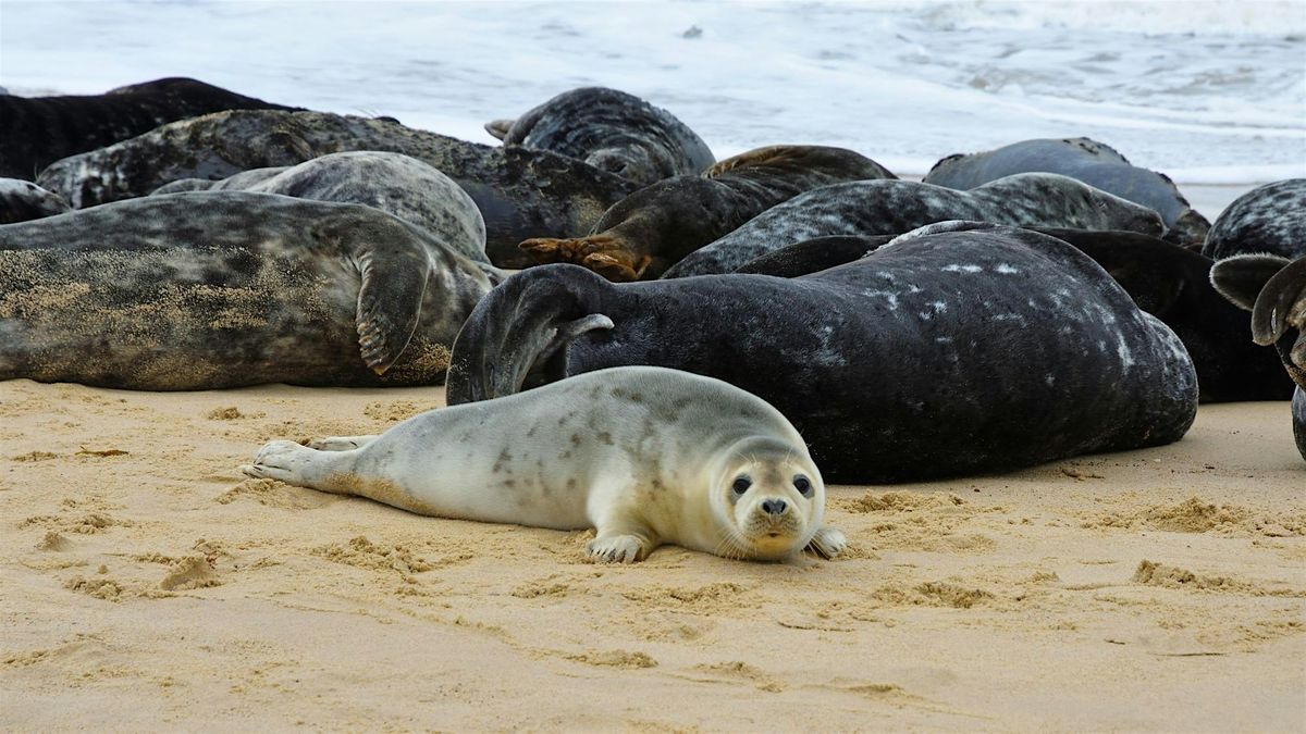Hike to Atlantic Grey Seal Pups – Britain's Wildlife Safari, 29 November | Event in London | AllEvents