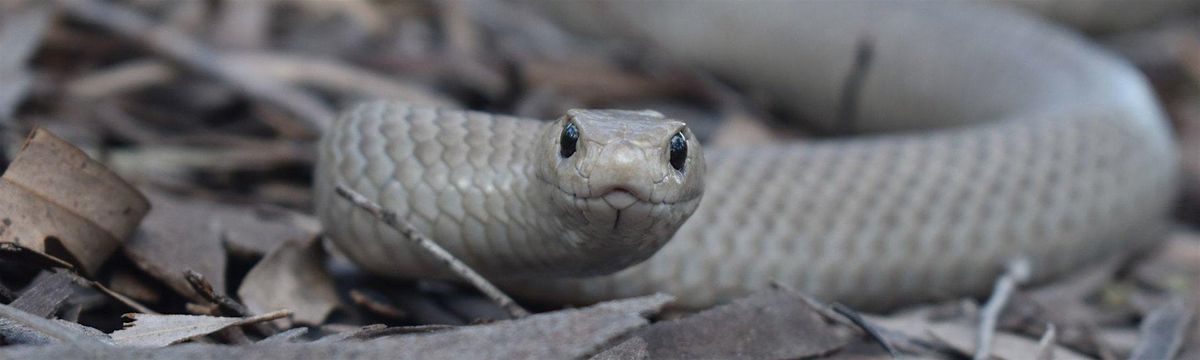 2026 Snakes Alive! Sensory Session, 13 January | Event in Acton | AllEvents