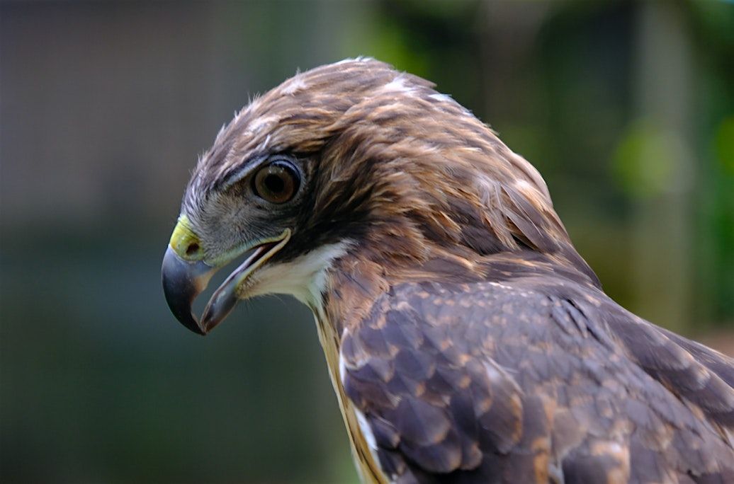 Winged Wisdom: Understanding Birds of Prey | Event in Chattanooga | AllEvents