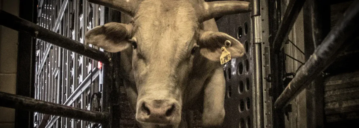 PBR Sioux Falls, 11 April | Event in Sioux Falls | AllEvents