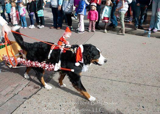 bernese mountain dog parade