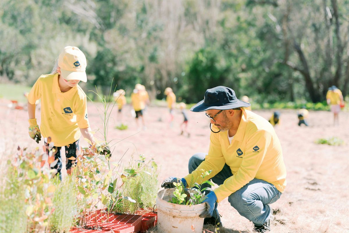 School holiday tree planting with RAC | Tuesday 2 July, Mary Carroll ...