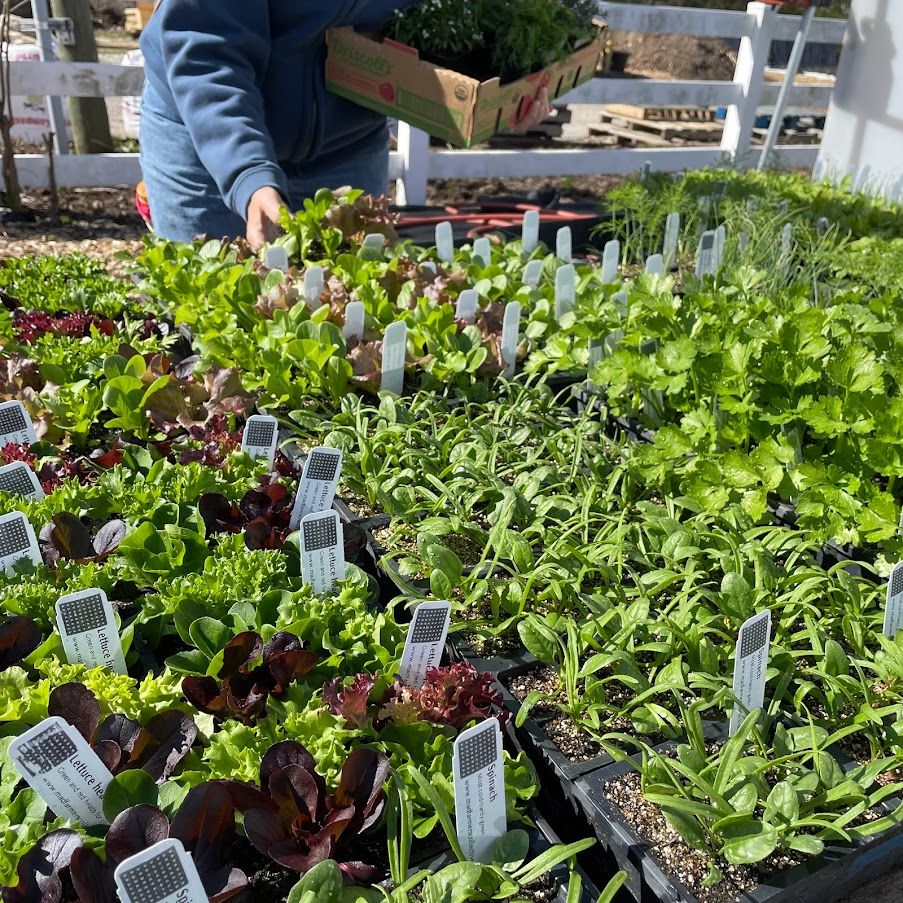Mad Farmers Nursery Plant Sale , 2048 S Meridian St, Indianapolis, IN