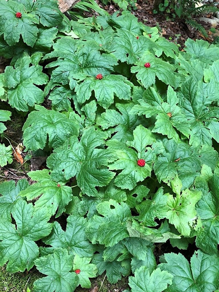 Growing Black Cohosh and Goldenseal for Production, N.C. Cooperative