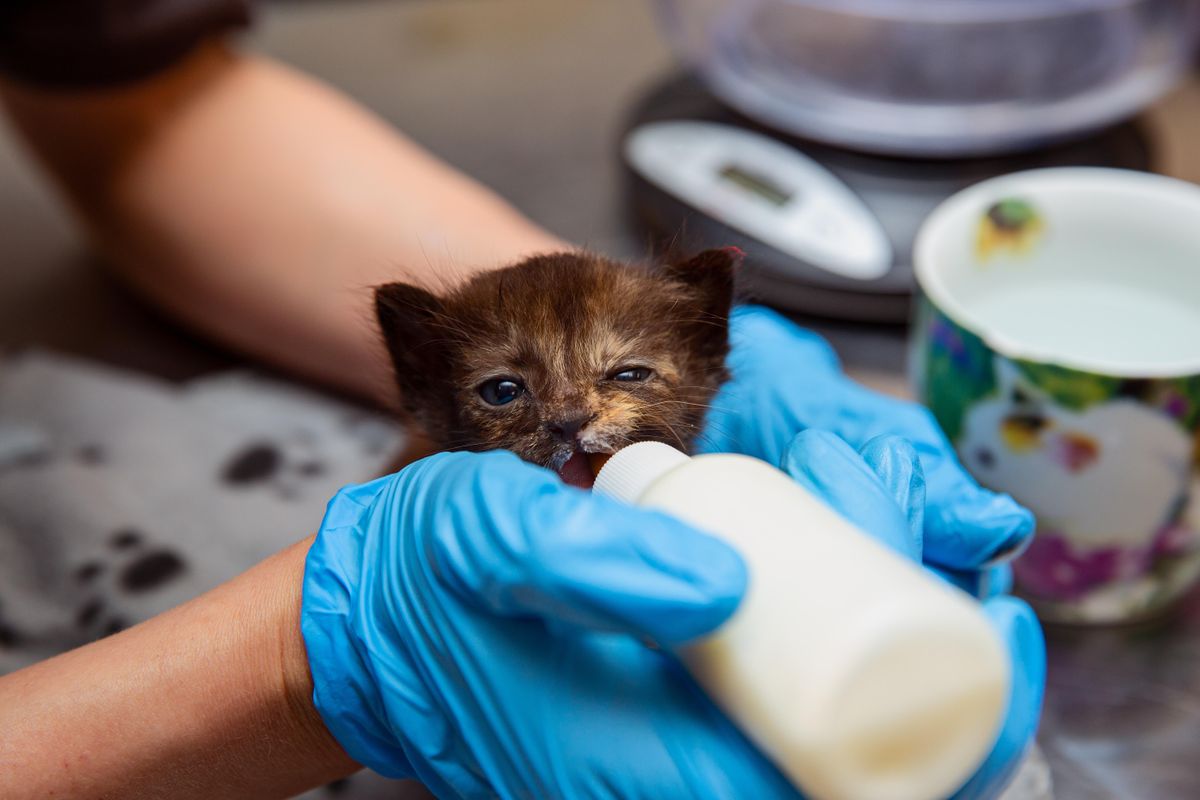 Bottle Baby Kitten Demonstration, SEAACA Animal Shelter, Downey, 21