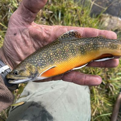 Steven Traverso logo