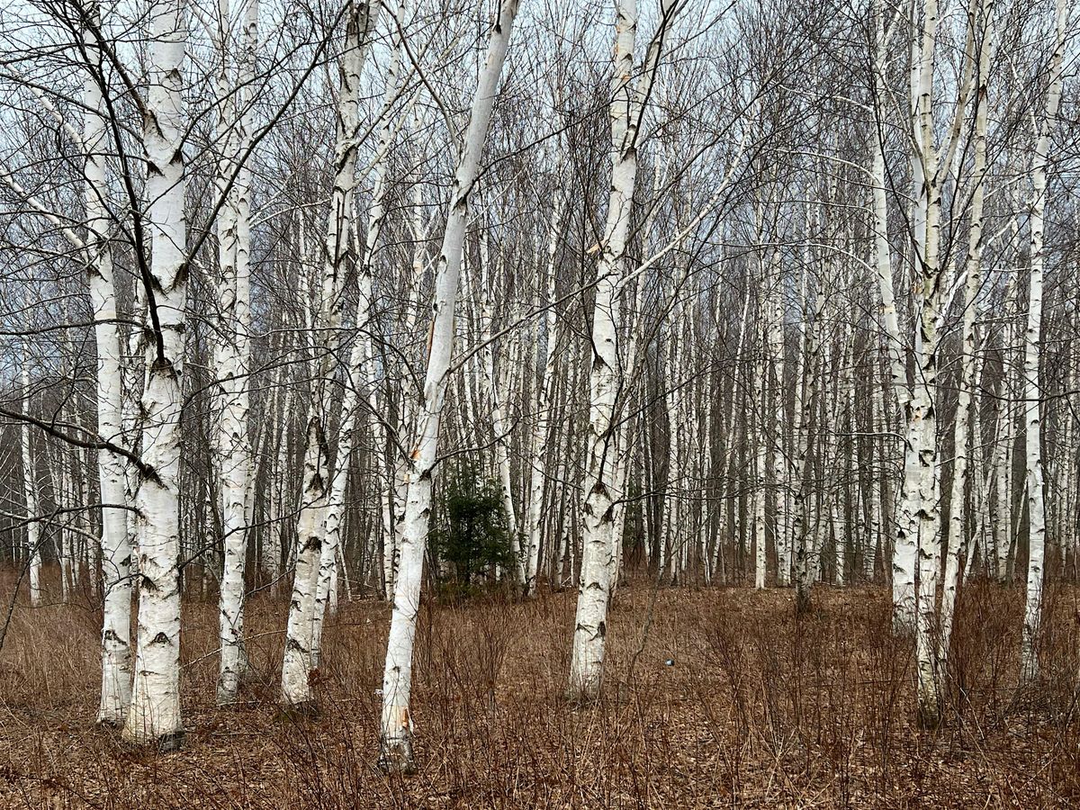 Q-MoB Easy Winter Hike: Greylock Glen & Gorge (Adams, MA), 13 December | Event in Adams | AllEvents