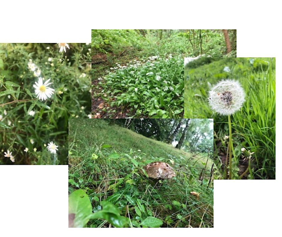 **SOLD OUT**Foraging Walk with Green Tree Remedies, India Street