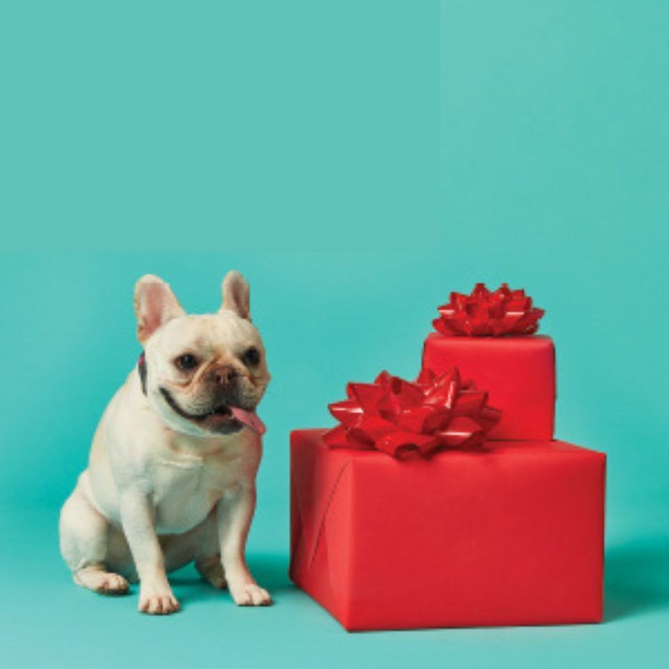 PET PHOTOS WITH SANTA, Dulles Town Center, 21 November 2022 AllEvents.in