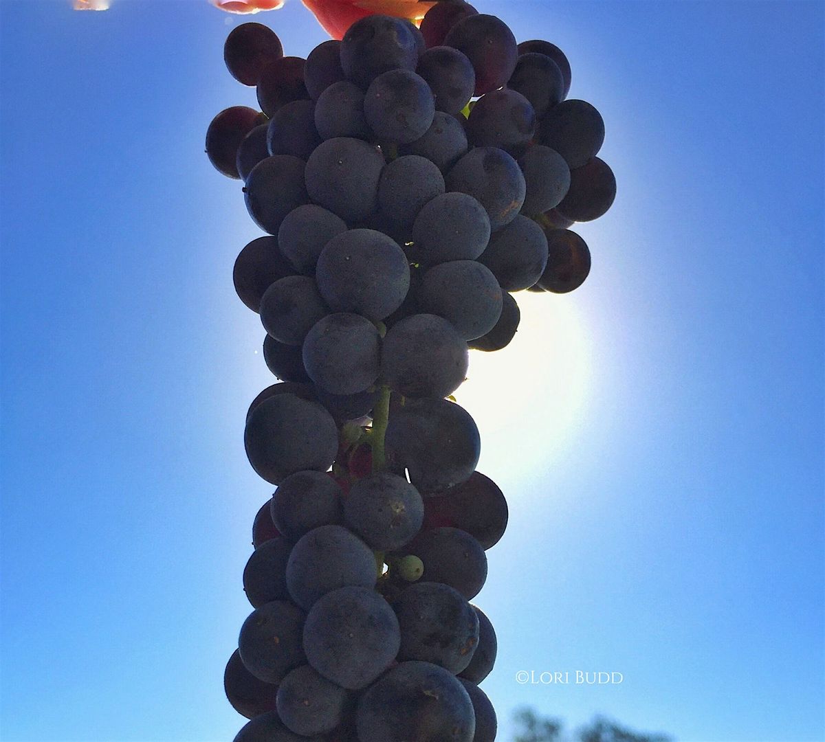 Cabernet Franc Library Vertical Tasting, 4 December | Event in Paso Robles | AllEvents