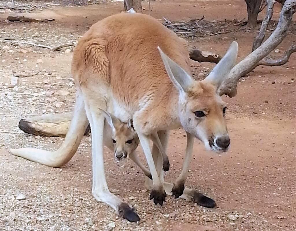 Fredericksburg Hop and Sip Kangaroo Experience | Event in Fredericksburg | AllEvents