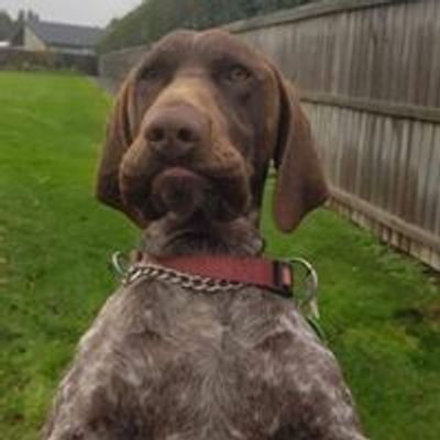 NZ German Shorthaired Pointer Rescue Charitable Trust also "GSP Rescue"