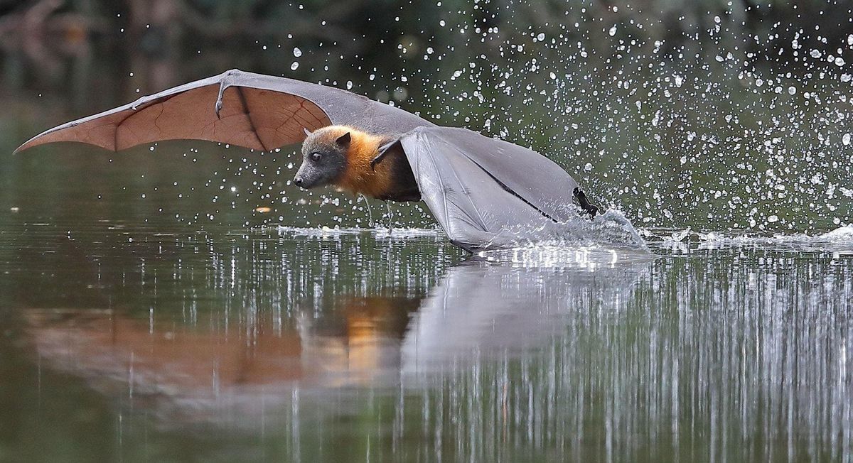 Flying Foxes and Microbats: Natures night time pollinators, Payneham ...