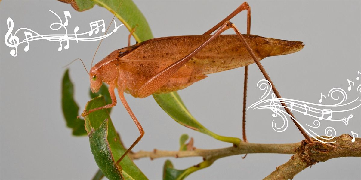 Singing Insects: The Overlooked Chorus, Weedon Island Preserve Cultural ...