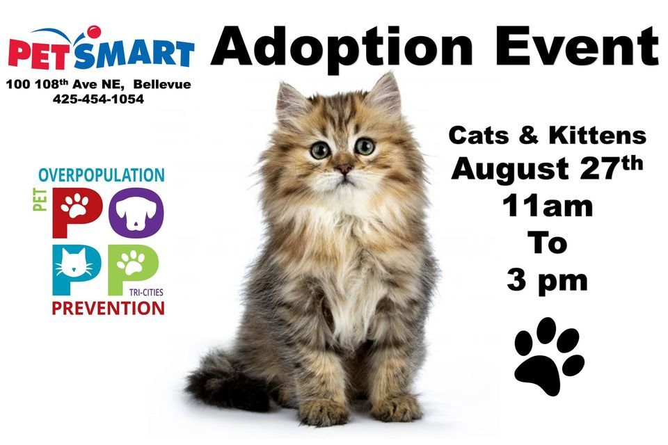 PetSmart Bellevue Cat Adoption, PetSmart (Bellevue, WA), 27 August