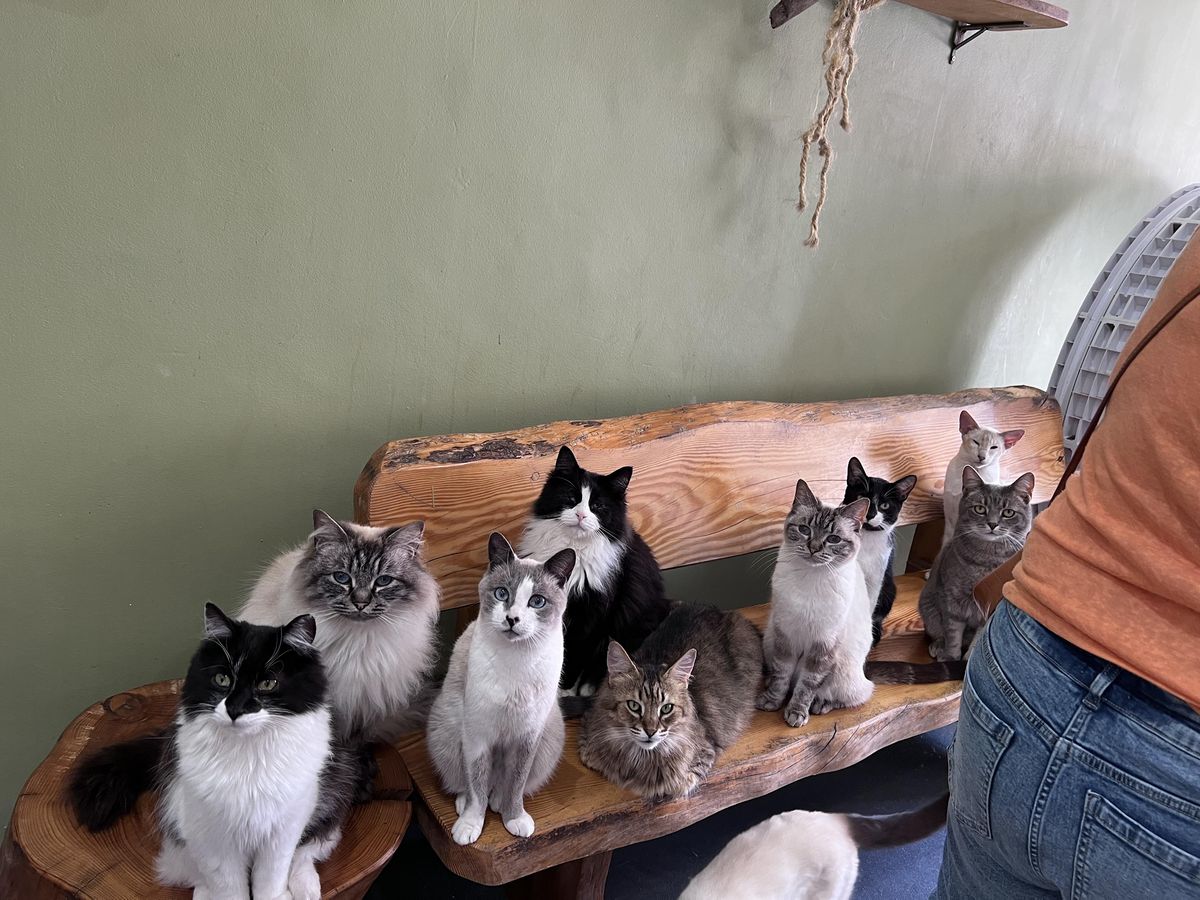 SEND Group - Animal Assisted Therapy with Cats | Event in Grassmoor | AllEvents