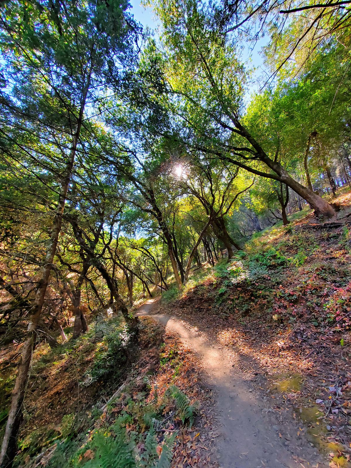 Sonoma County Guided Hikes by Zoli, Shiloh Ranch Regional Park, Windsor