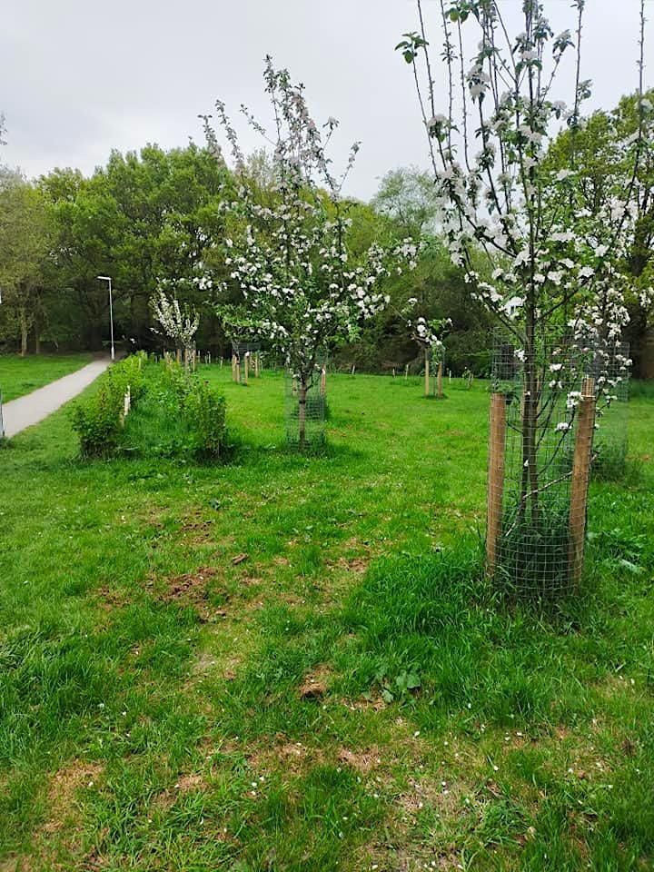 Winter Fruit Tree Pruning at Wigton Moor