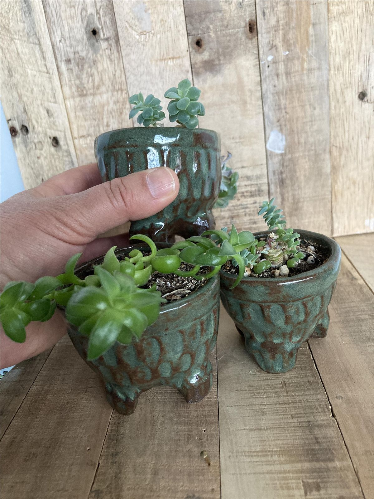 Mawplowes Succulent Pots 34 - ib3ssyl
