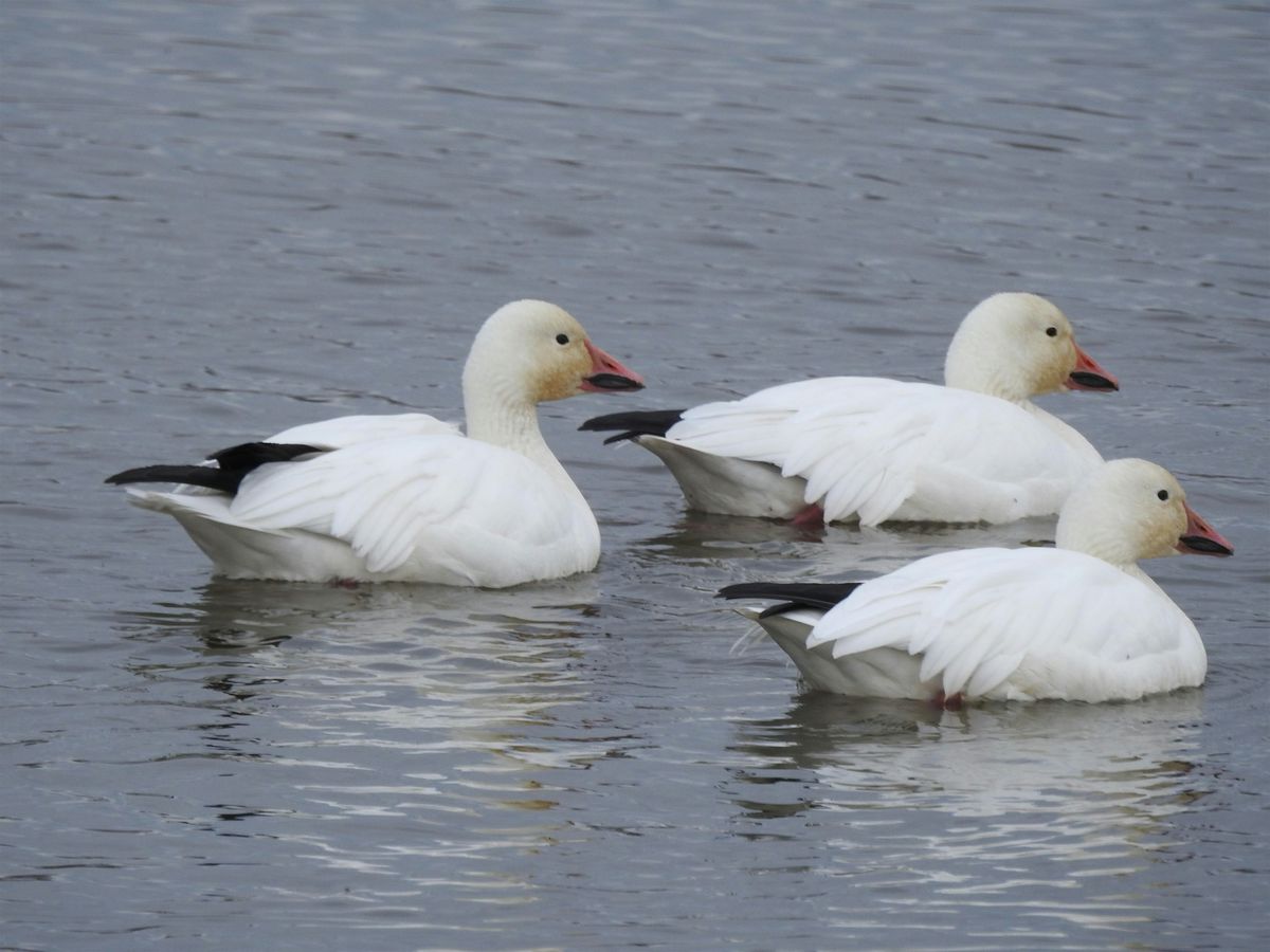 Guided Walk - Gray Lodge Wildlife Area (Butte Co), 1 November | Event in Gridley | AllEvents