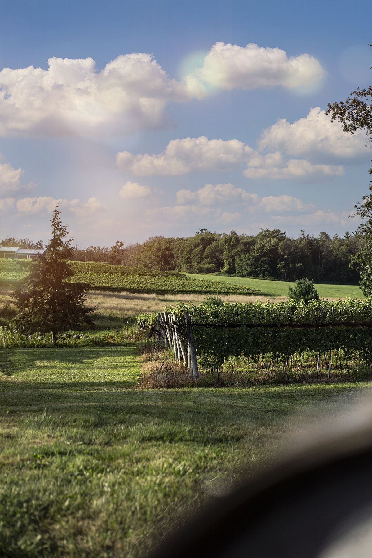 Paint and Sip Sunflower Wine Glass, Sunset Meadow Vineyards, Goshen, 3