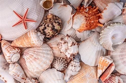 Seashell Divination: Ocean Oracle Readings with Thia Belden | Event in Flagler Beach | AllEvents