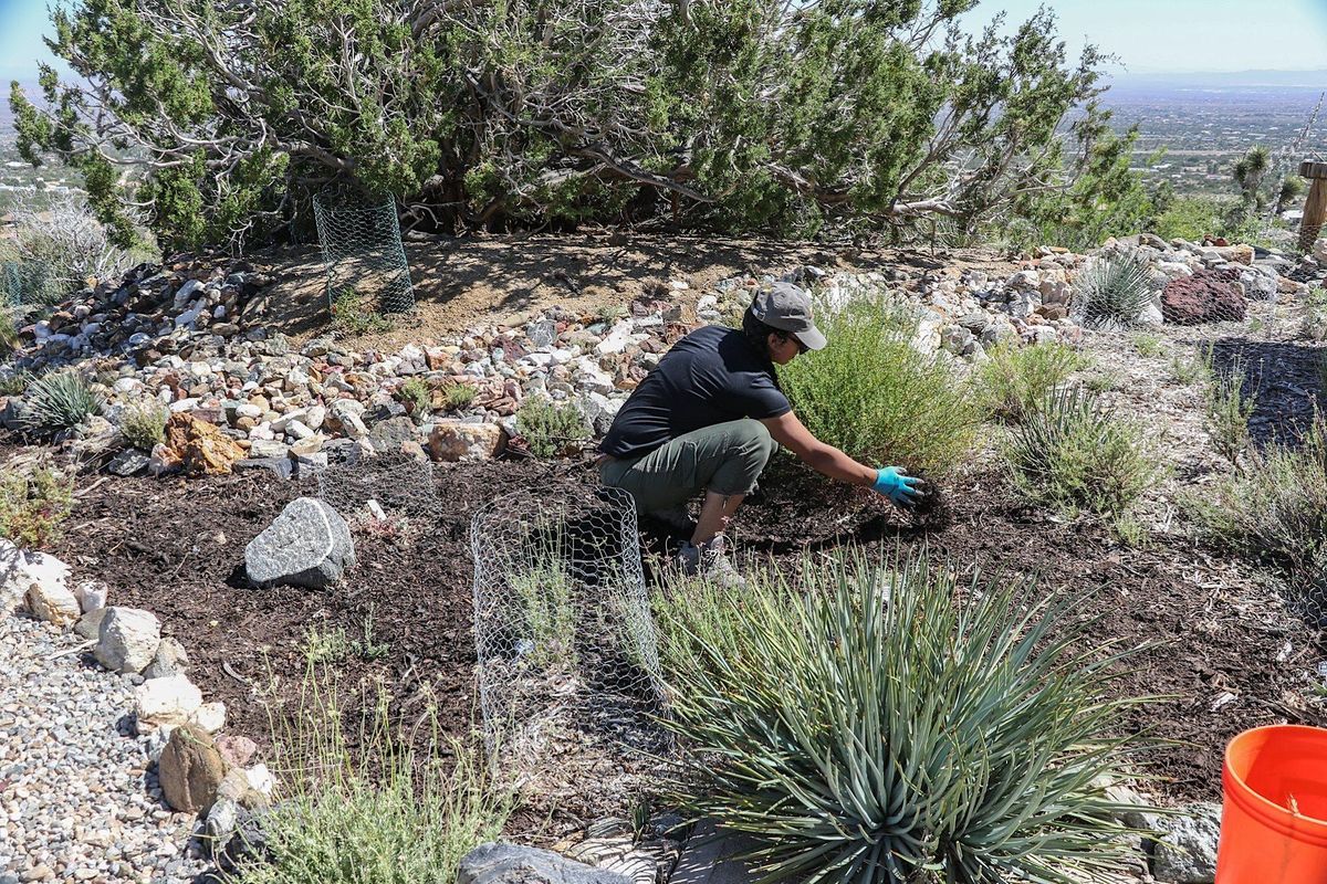 Monarch Butterfly Garden Mulch Event, Transition Habitat Conservancy