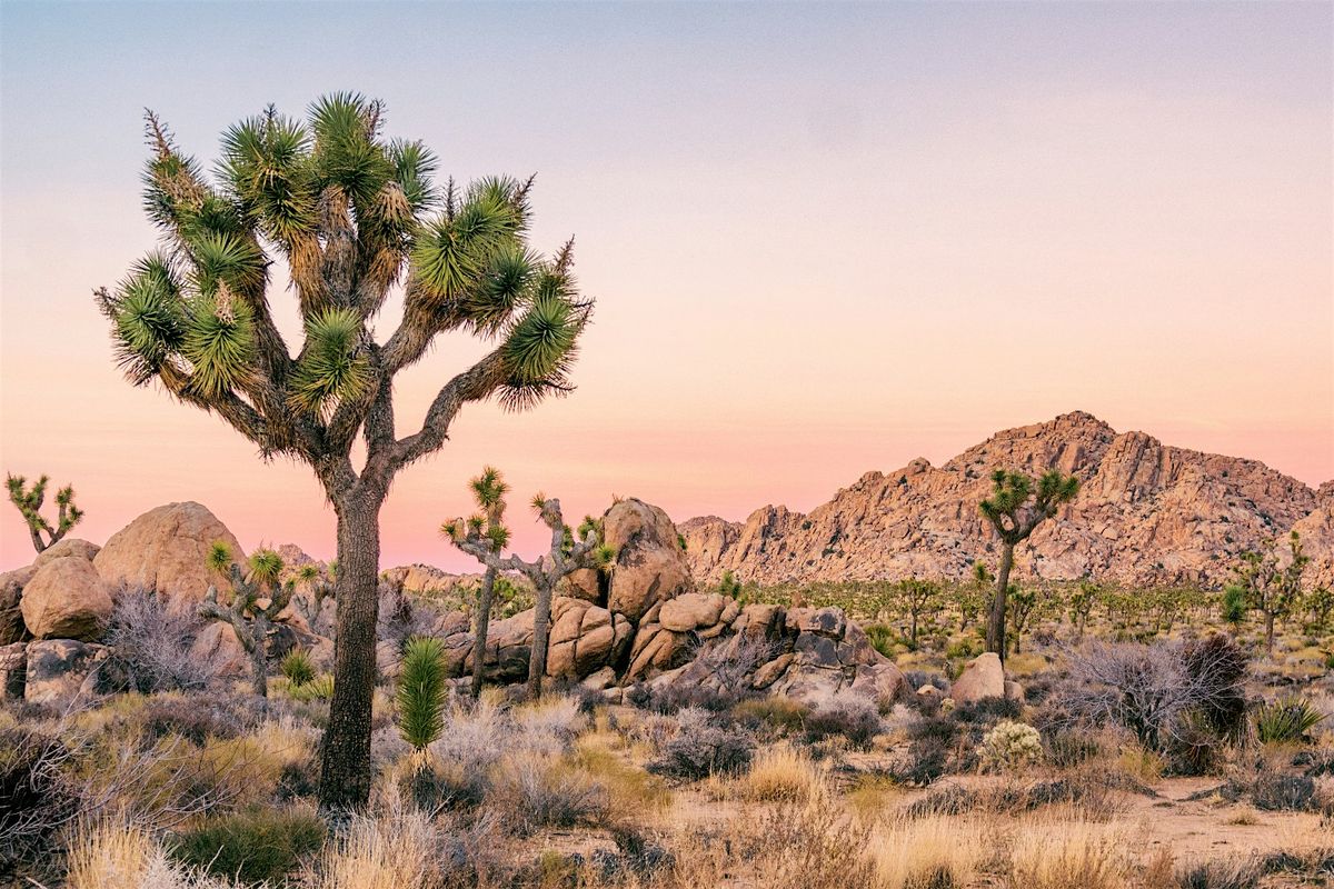 Joshua Tree National Park: Self-Driving Audio Tour | Event in Joshua Tree | AllEvents