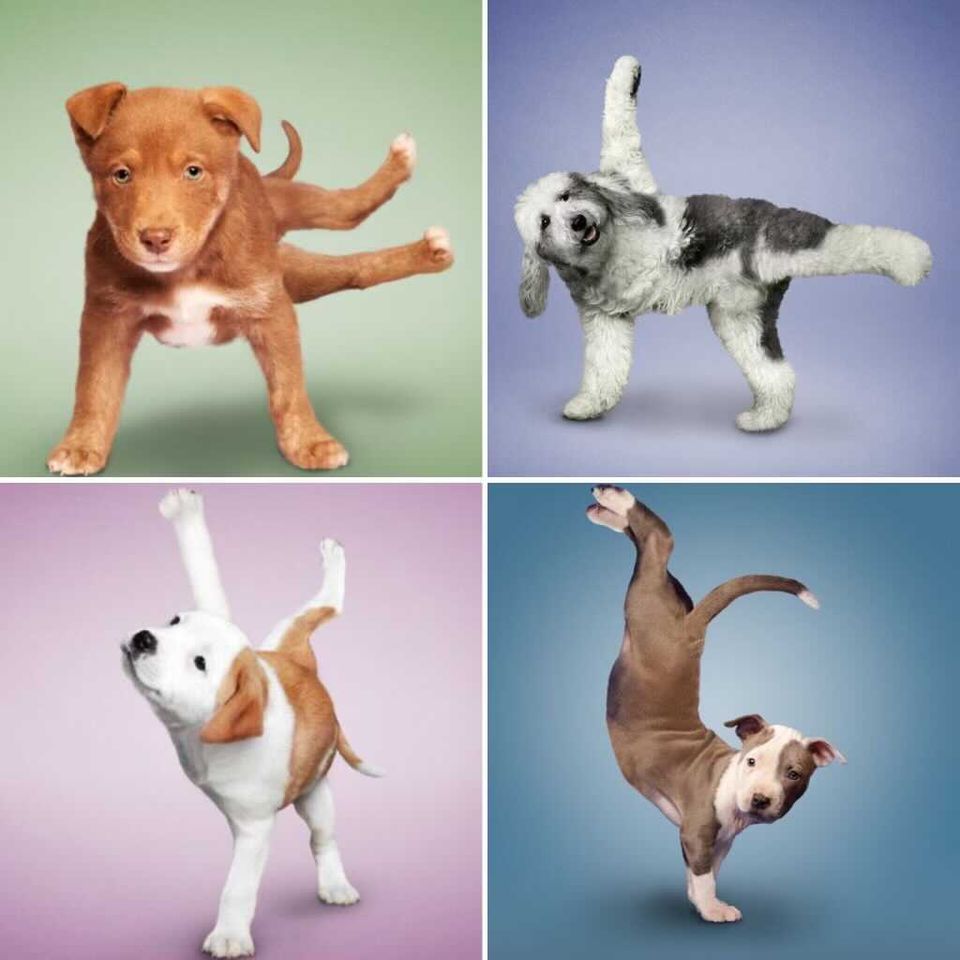 Puppy Yoga II, Hot Power Yoga Center, Grafton, April 14 2023 AllEvents.in