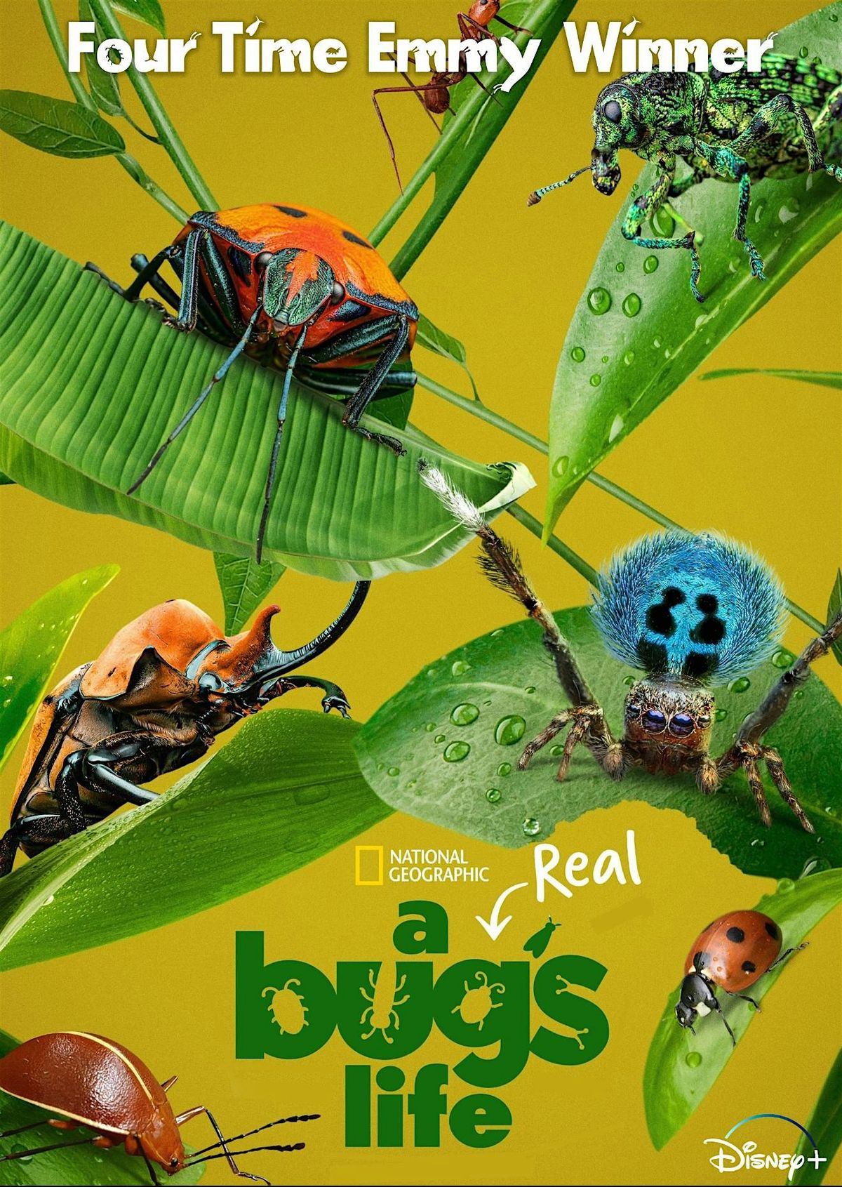 Filmmiddag met:  a real Bugs life bij Sanna op Zuid, 29 October | Event in Rotterdam | AllEvents