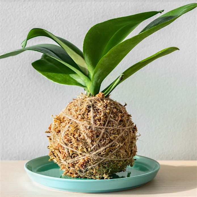 Kokedama Workshop | Event in Cambridge | AllEvents